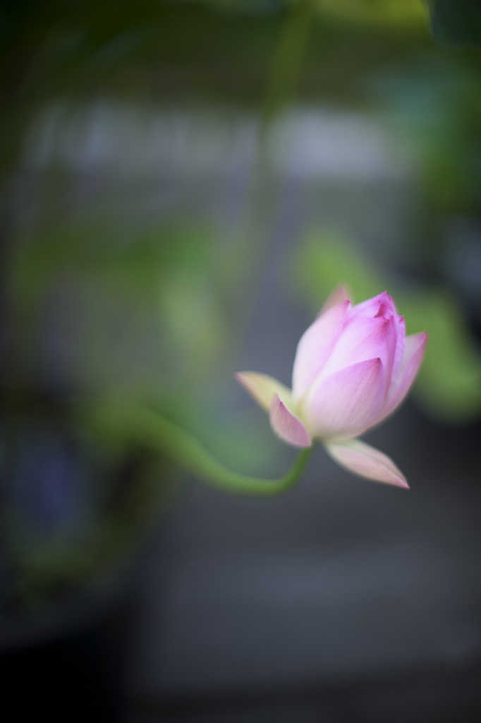 公園花散歩