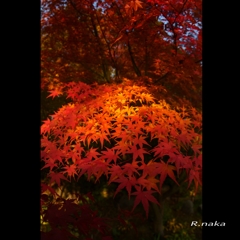 公園の紅葉　１１