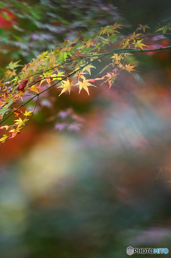 公園の紅葉　３