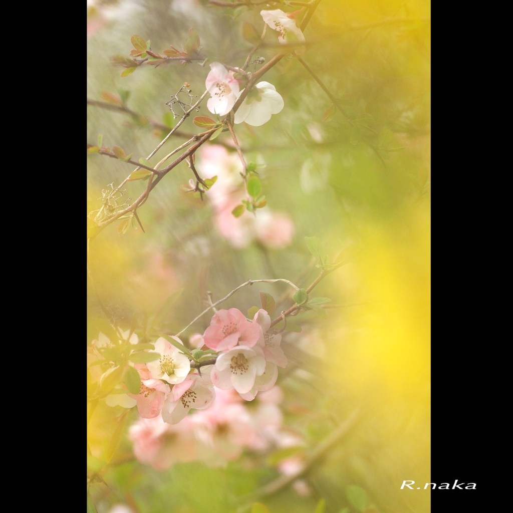 ボケの花でボケ　３