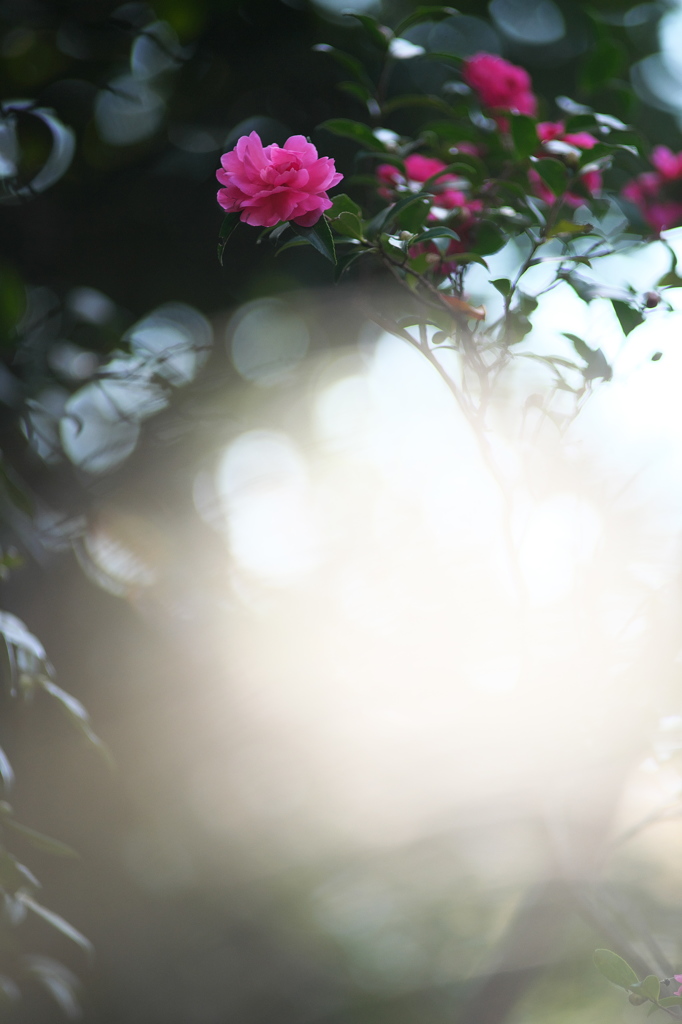 公園の山茶花