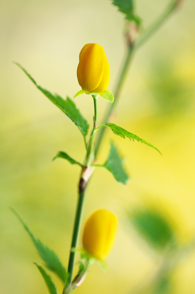 公園の山吹の花　２