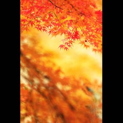 公園の紅葉　６