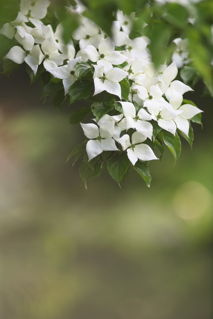 公園の花達