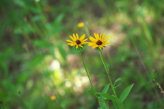 初夏の花　１