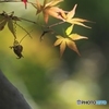 公園はじめての紅葉　１