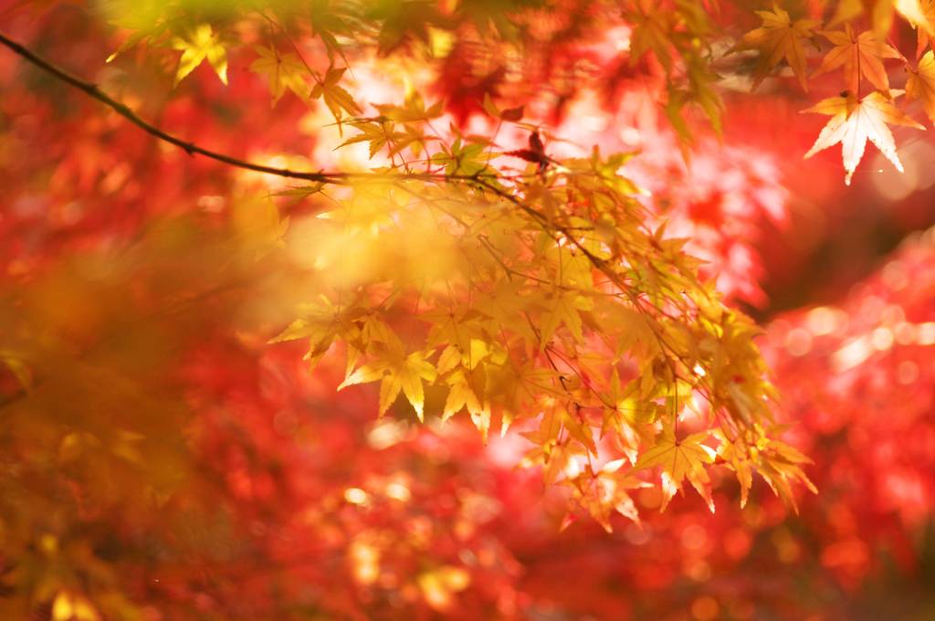 昭和記念公園の紅葉　１