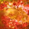 昭和記念公園の紅葉　１