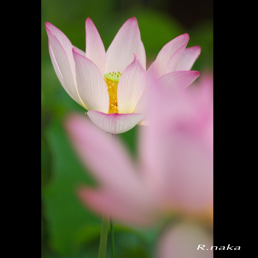 蓮の花　３
