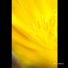 福寿草　３