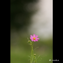 花の丘のコスモス　咲き始めました。　４