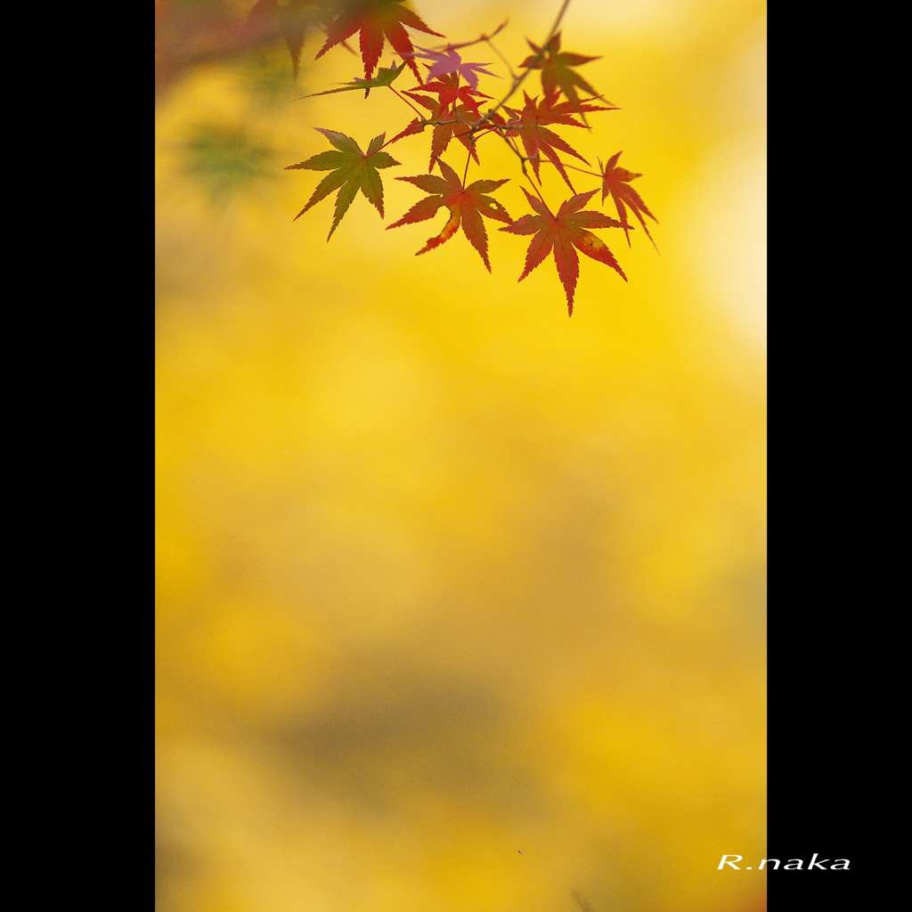 公園の紅葉　１５　
