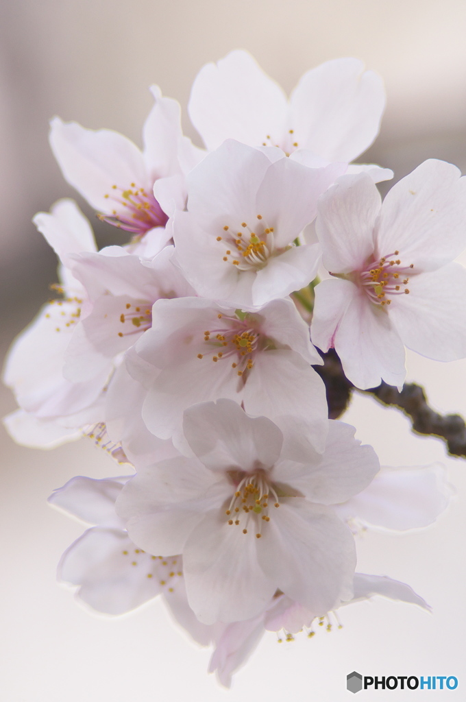 桜の花を花として撮ってみた　１３