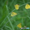 夏の公園散歩　８