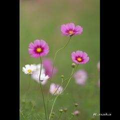 花の丘　コスモス　２　