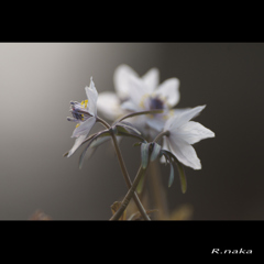 セツブン草　４