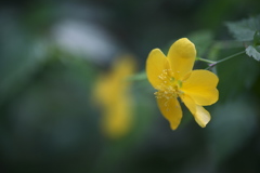 公園の花　山吹