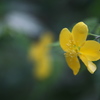 公園の花　山吹