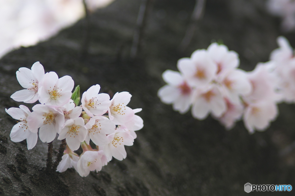 桜の花を花として撮ってみた　１１