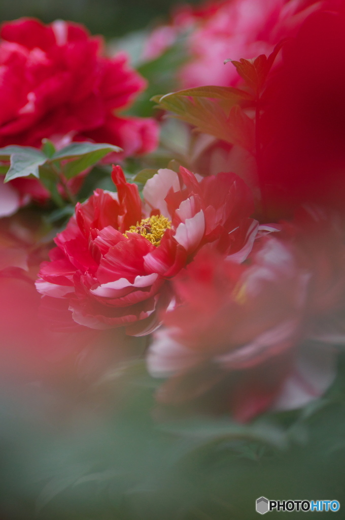 公園で撮ったはじめての花　牡丹　