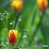 子供の森のお花達　９　チューリップ