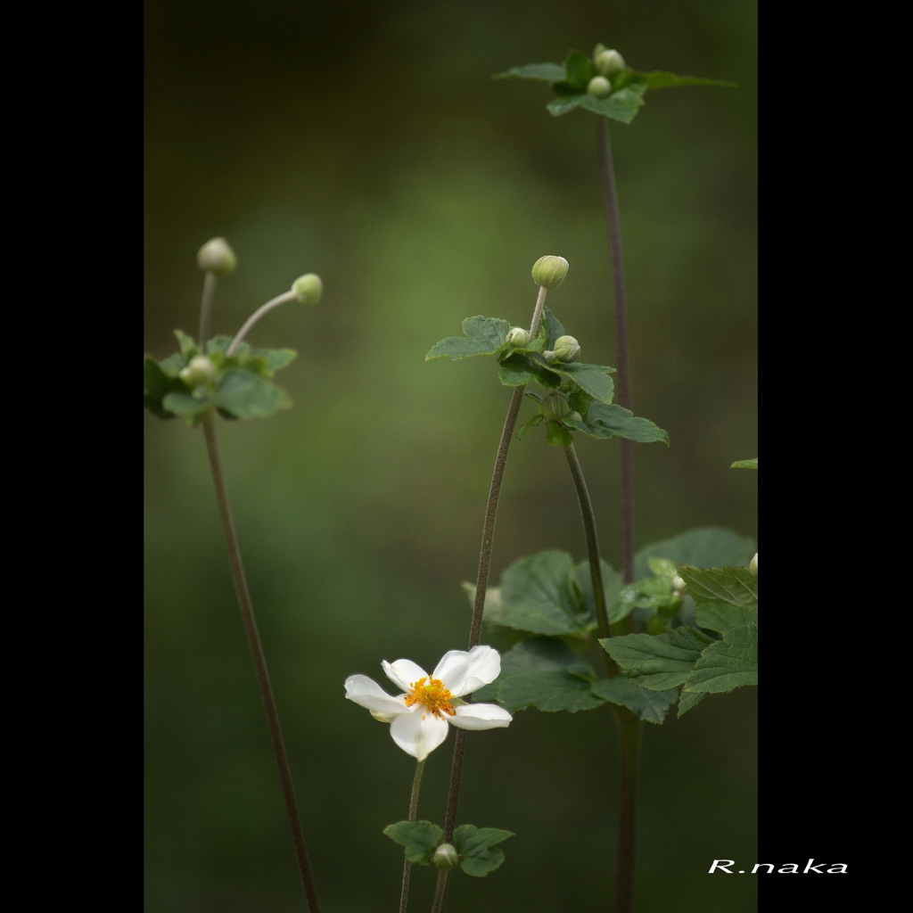 9月　公園の花探し　１