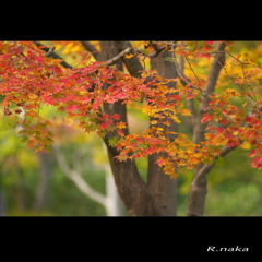 公園の紅葉　２