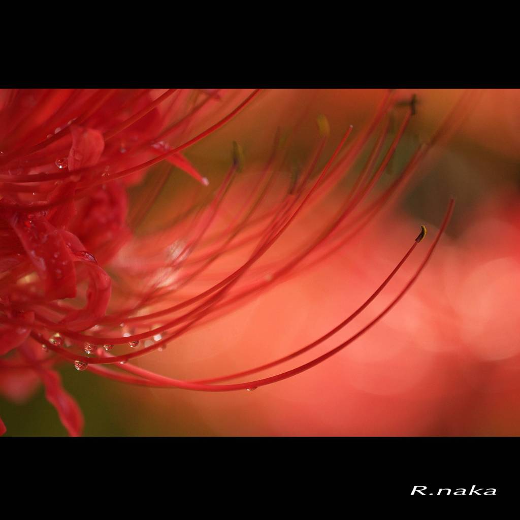 彼岸花　５　雫　