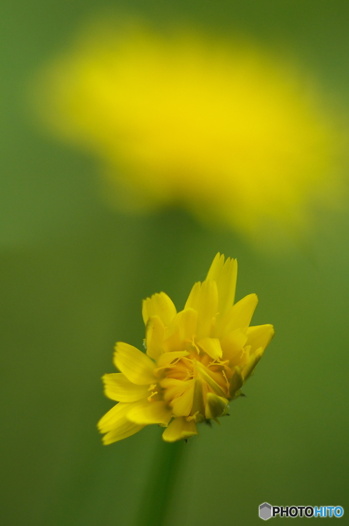 公園でマクロ　黄色い花　１