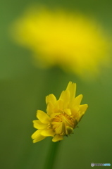 公園でマクロ　黄色い花　１