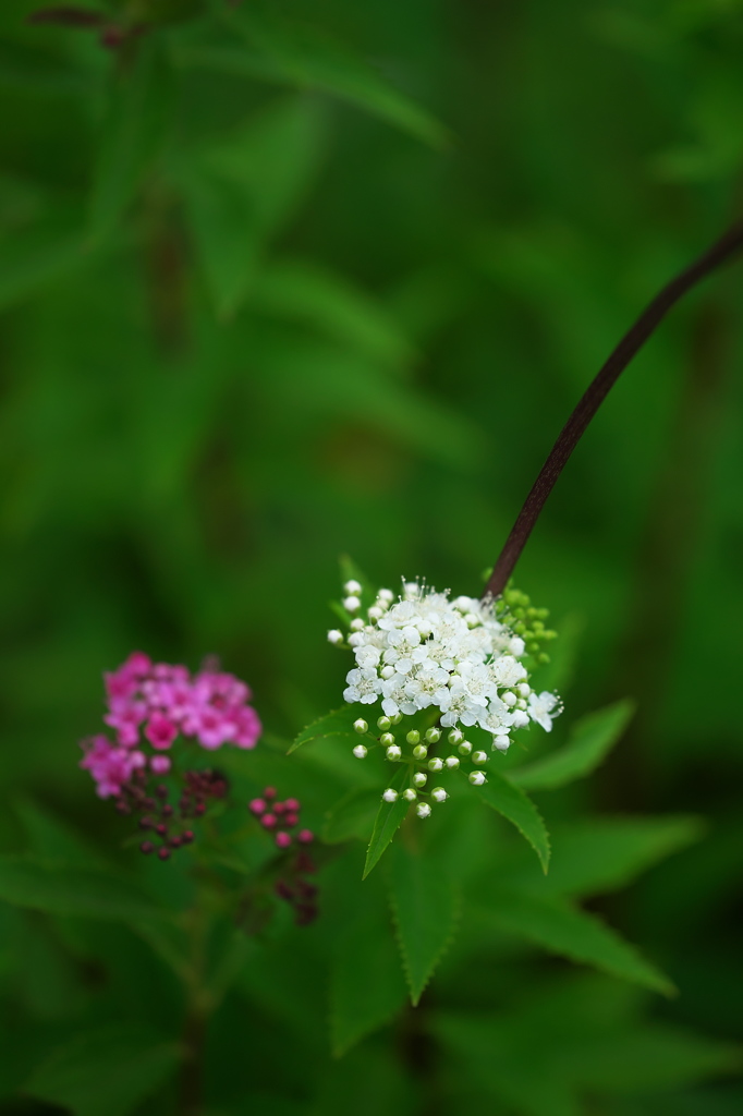 シモツケの花が咲き始めました。２