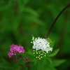 シモツケの花が咲き始めました。２