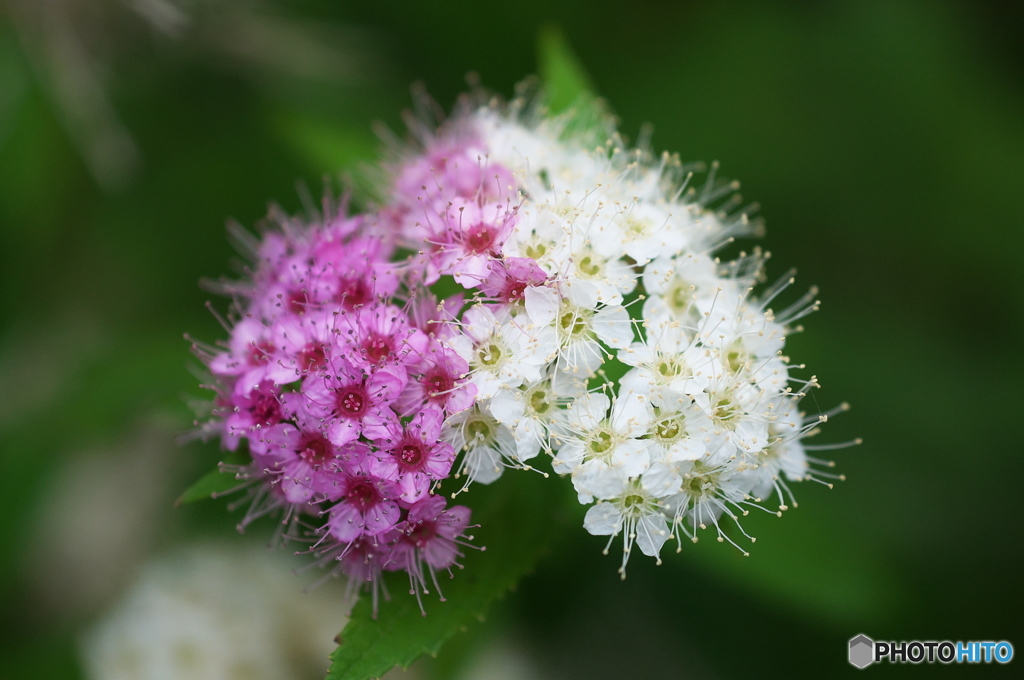 公園のお花　シモツケ　Ⅱ－５