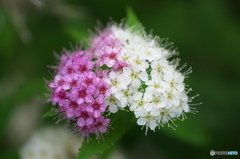 公園のお花　シモツケ　Ⅱ－５