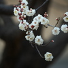 公園の梅の花　