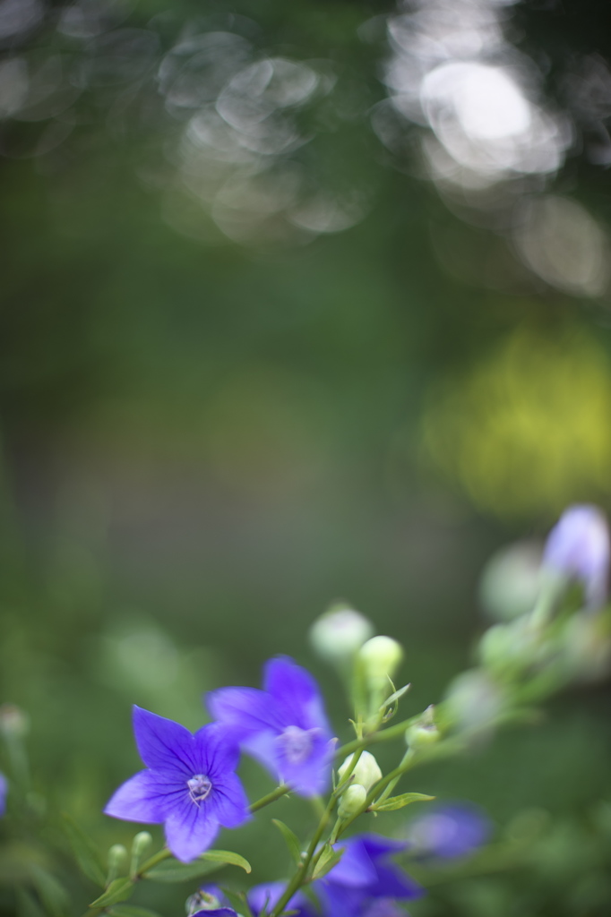 公園の花達