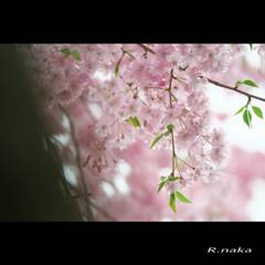 枝垂れ桜　３