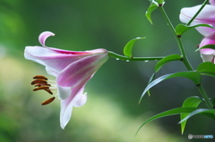 雨の日に公園でお花　８
