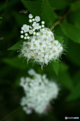 公園の花　シモツケ　５