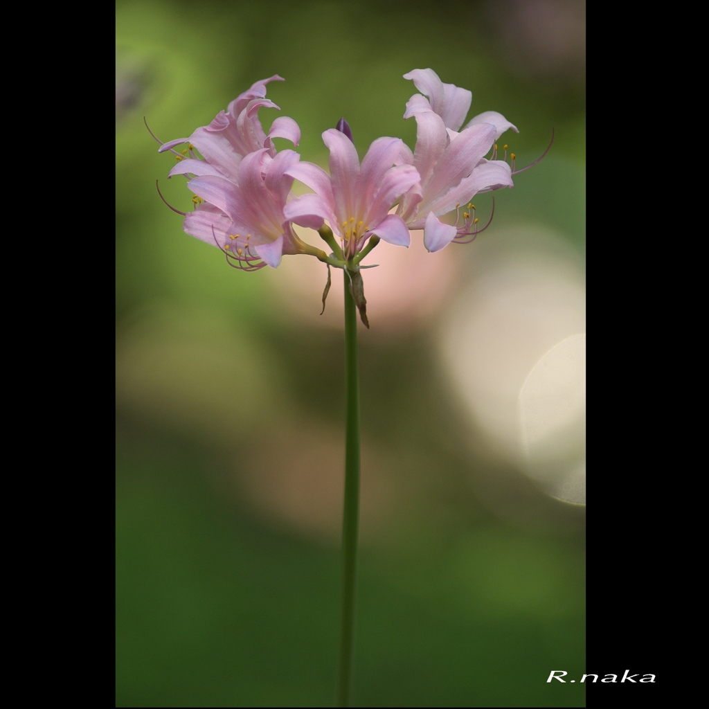 こもれびの森　１　ナツスイセン