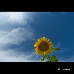 公園のひまわり　１