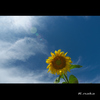 公園のひまわり　１
