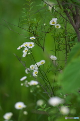 公園　ハルジオンの森　４