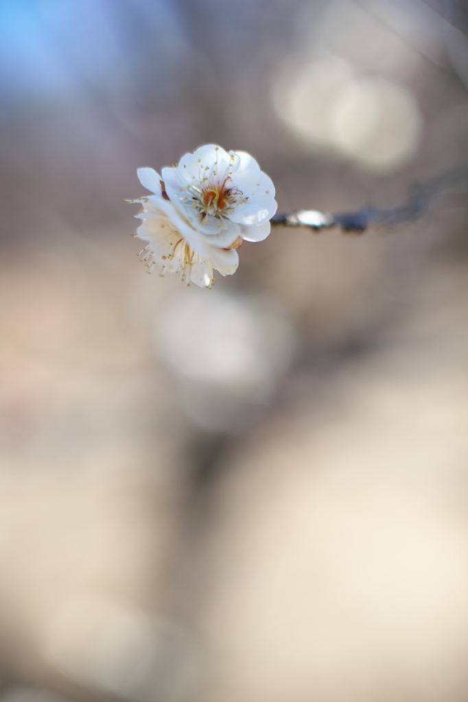 公園の白梅