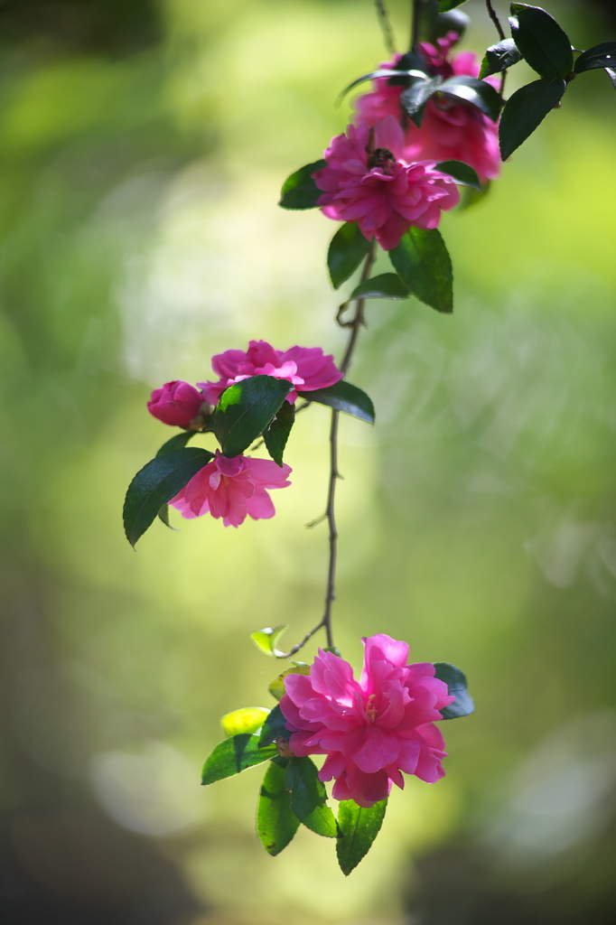 公園の山茶花　