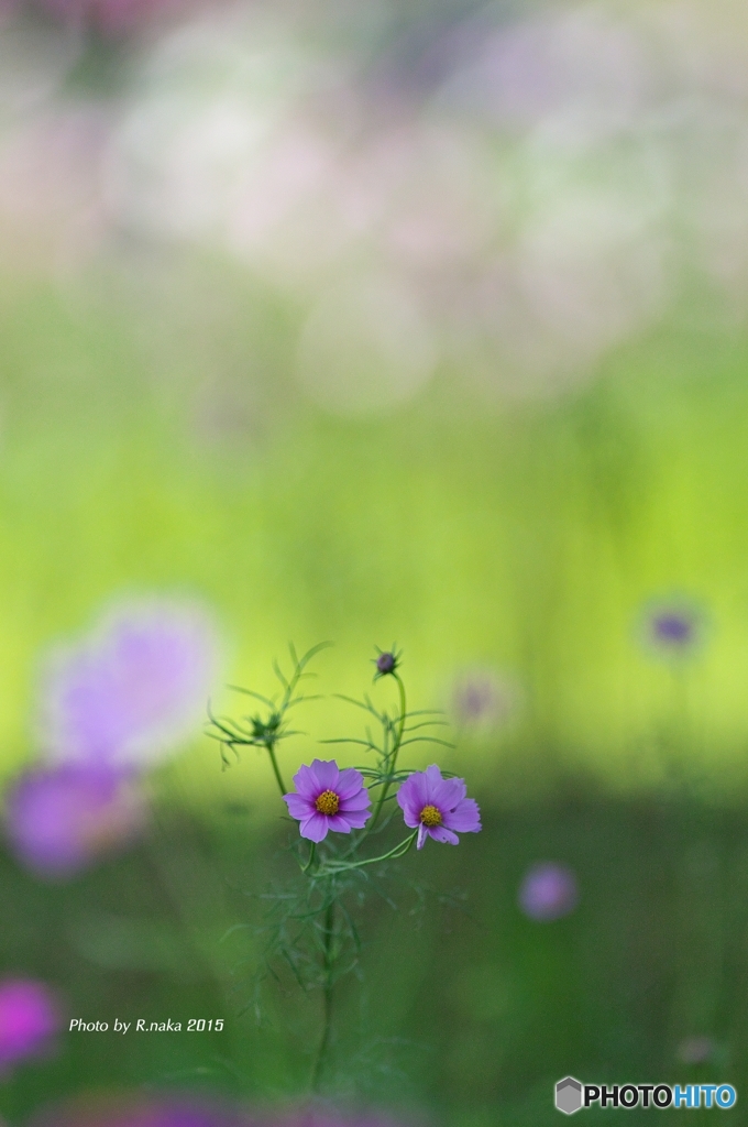 花の丘のコスモス　３