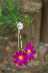 花の丘コスモス