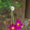 花の丘コスモス