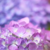 初夏の花　３