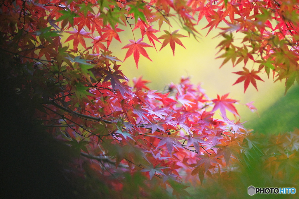 公園の紅葉　６